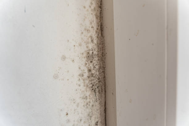 Best Industrial Mold Remediation  in West Hollywood, CA