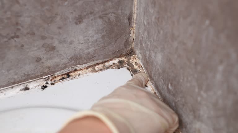 Best Water Damage & Mold Remediation  in West Hollywood, CA